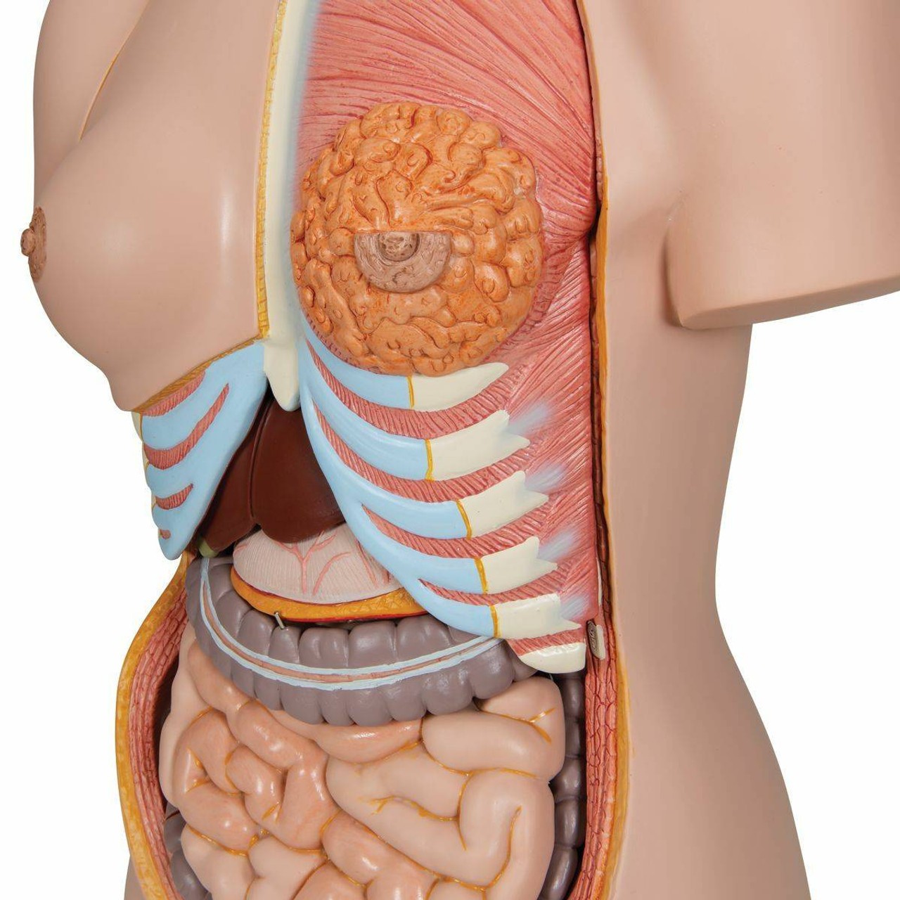 Deluxe Dual-Sex Human Torso Anatomy Model 28 Part