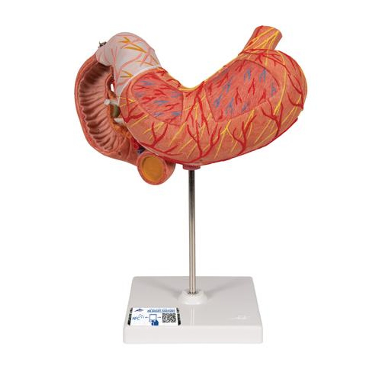 Human Stomach Anatomy Model 3 Parts