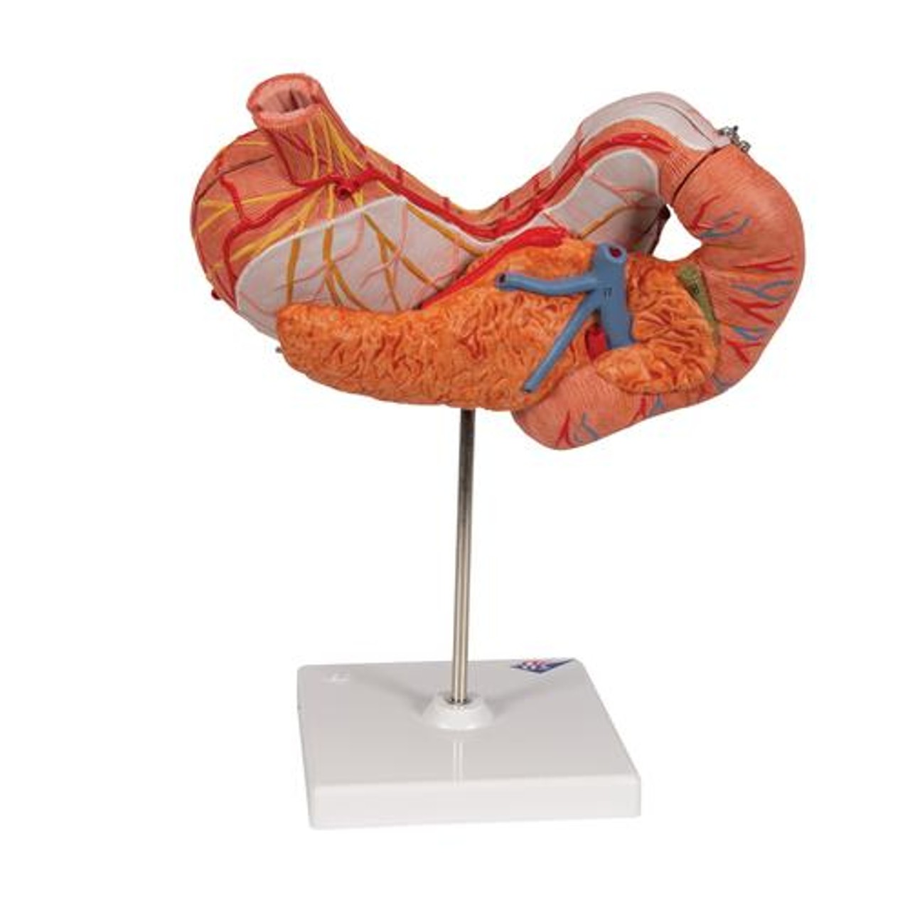 Human Stomach Anatomy Model 3 Parts - Back View
