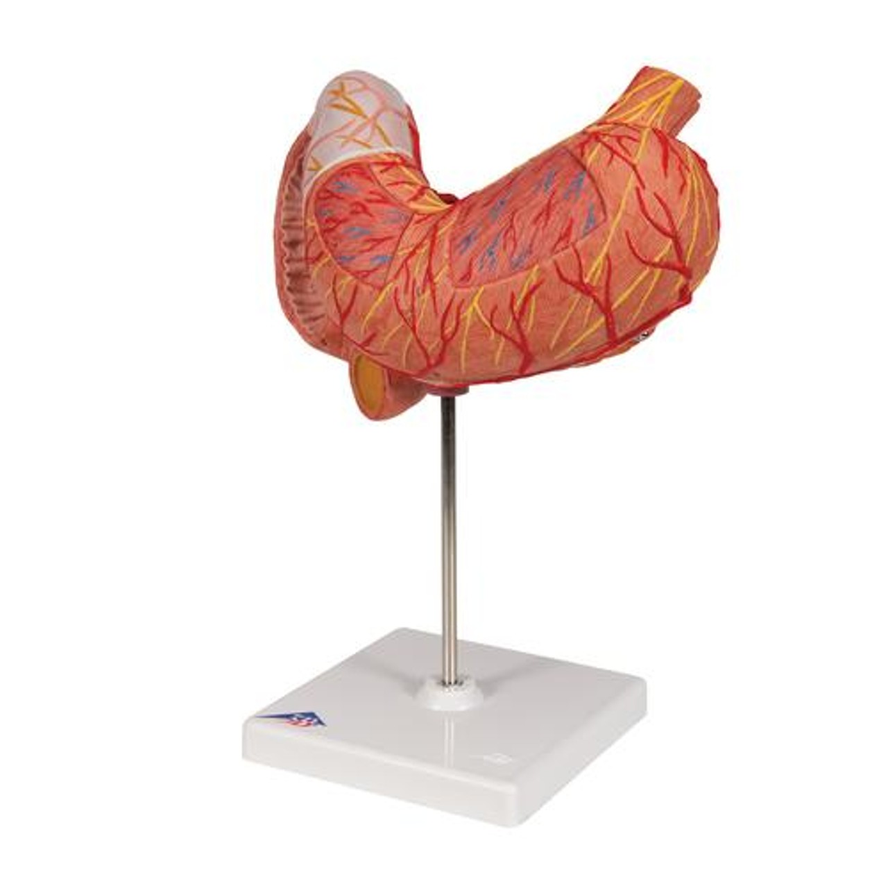 Human Stomach Anatomy Model 3 Parts - Left Side View