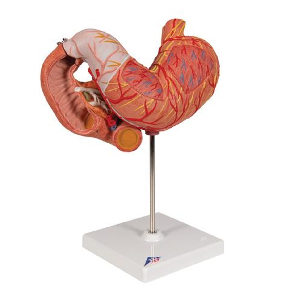 Human Stomach Anatomy Model 3 Parts - Right Side View