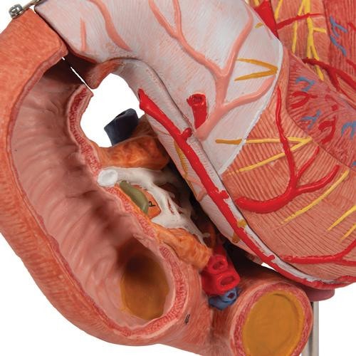 3B Scientific Human Stomach Anatomy Model (3 Parts) | Anatomy