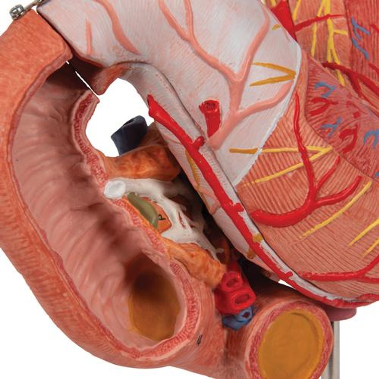 Human Stomach Anatomy Model 3 Parts - Detailed View