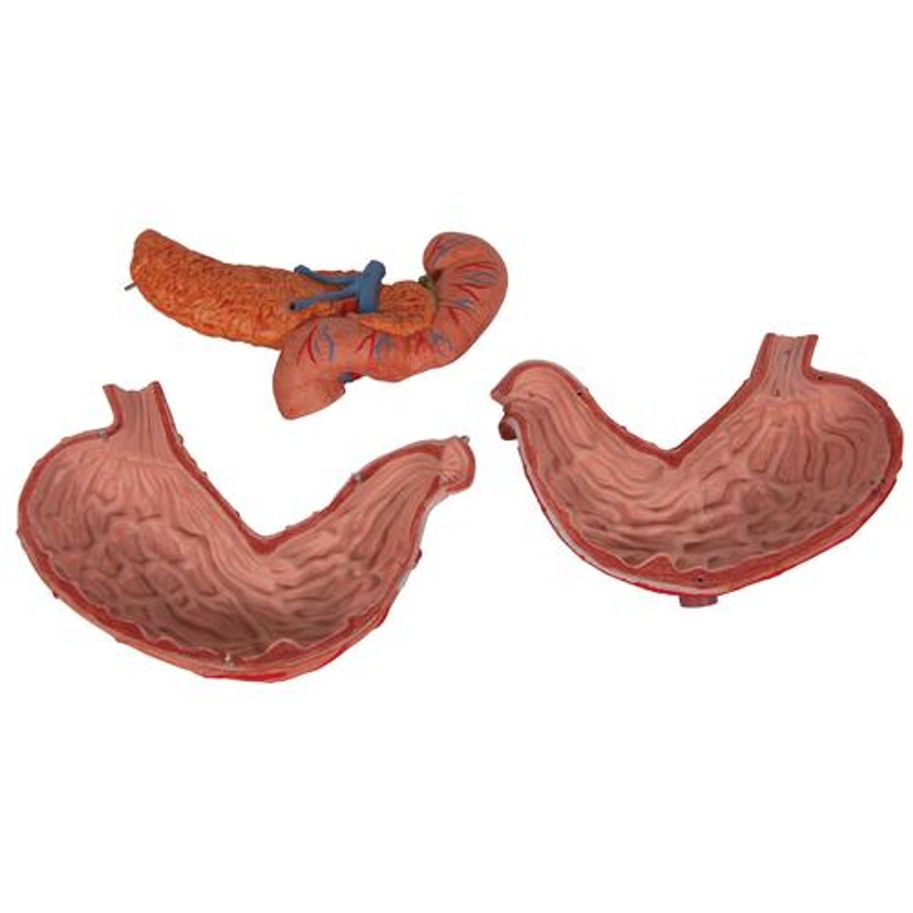 Human Stomach Anatomy Model 3 Parts - Parts View