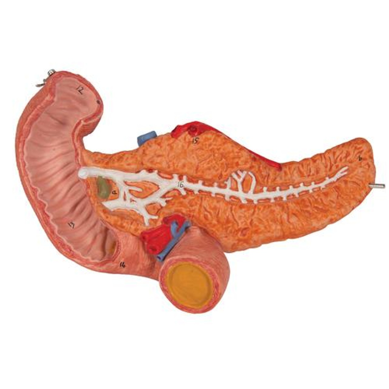Human Stomach Anatomy Model 3 Parts - Detailed View