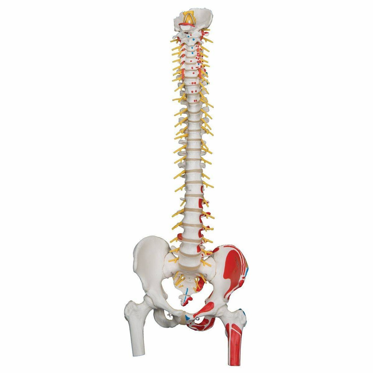 Painted Deluxe Flexible Spine Anatomy Model