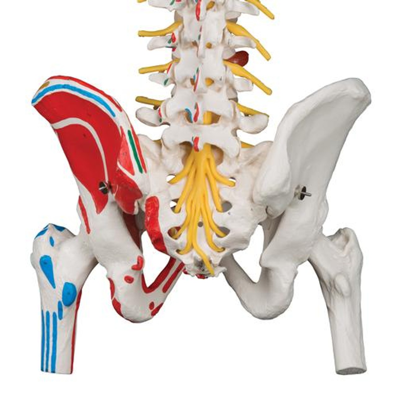 3B Scientific Painted Deluxe Flexible Spine Anatomy Model