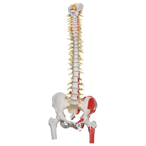 3B Scientific Painted Deluxe Flexible Spine Anatomy Model
