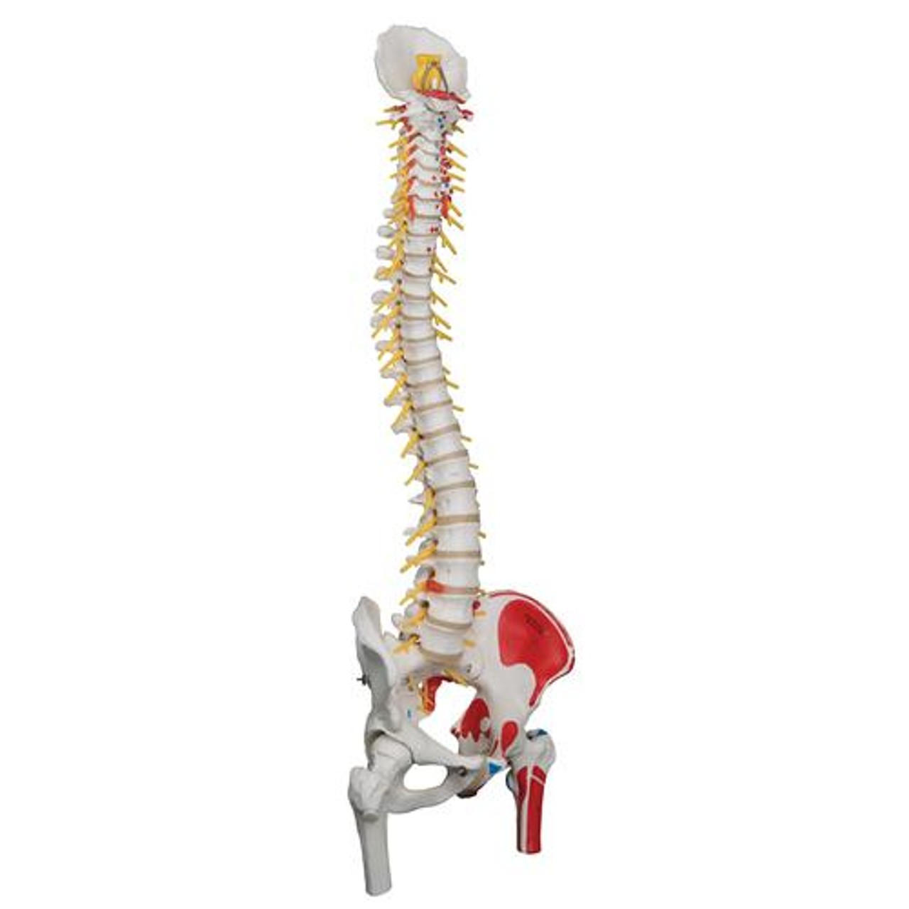Painted Deluxe Flexible Spine Anatomy Model