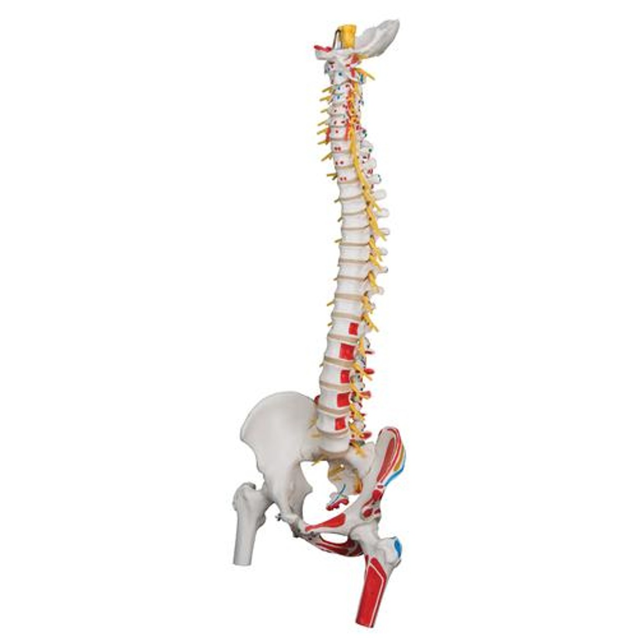 Painted Deluxe Flexible Spine Anatomy Model