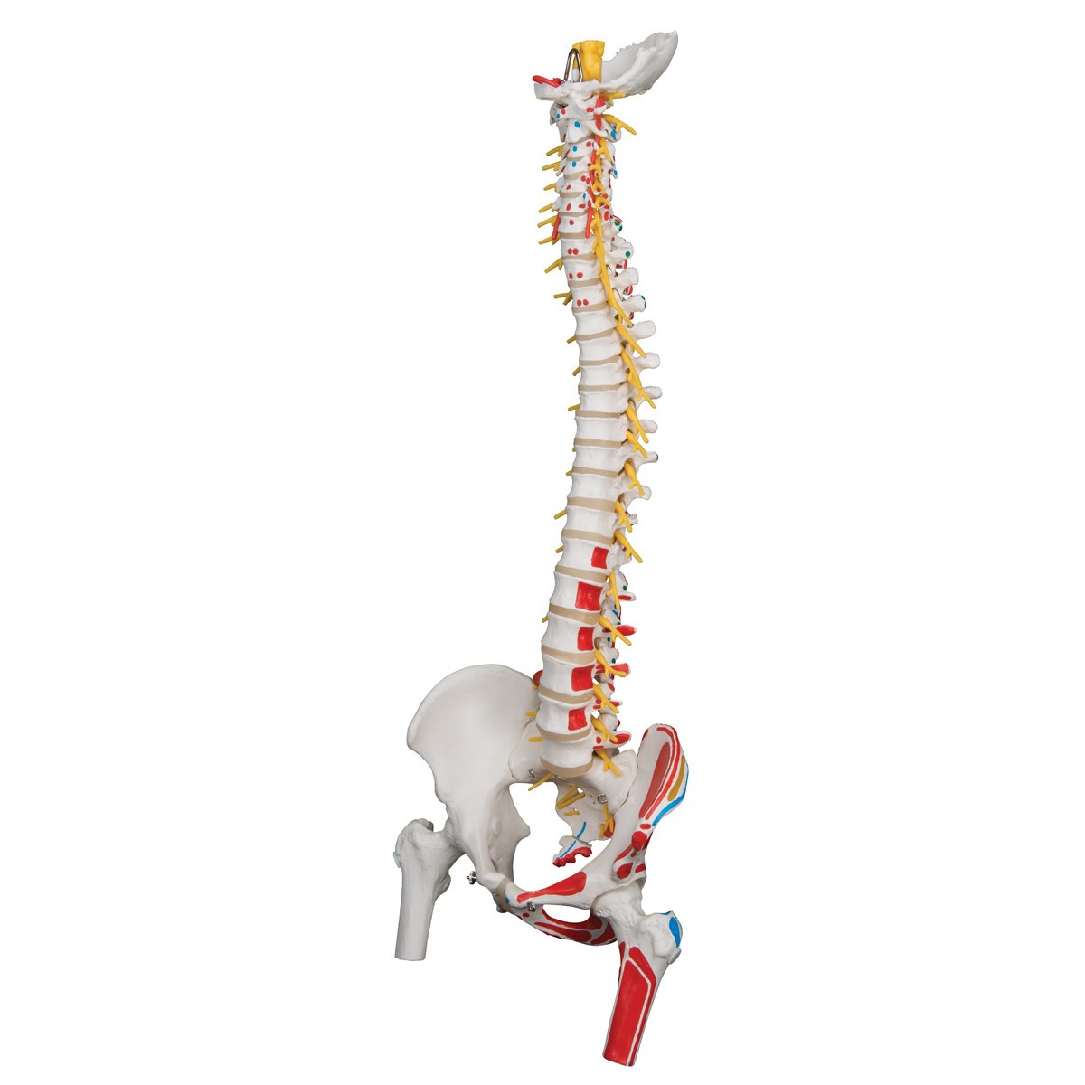 Painted Deluxe Flexible Spine Anatomy Model