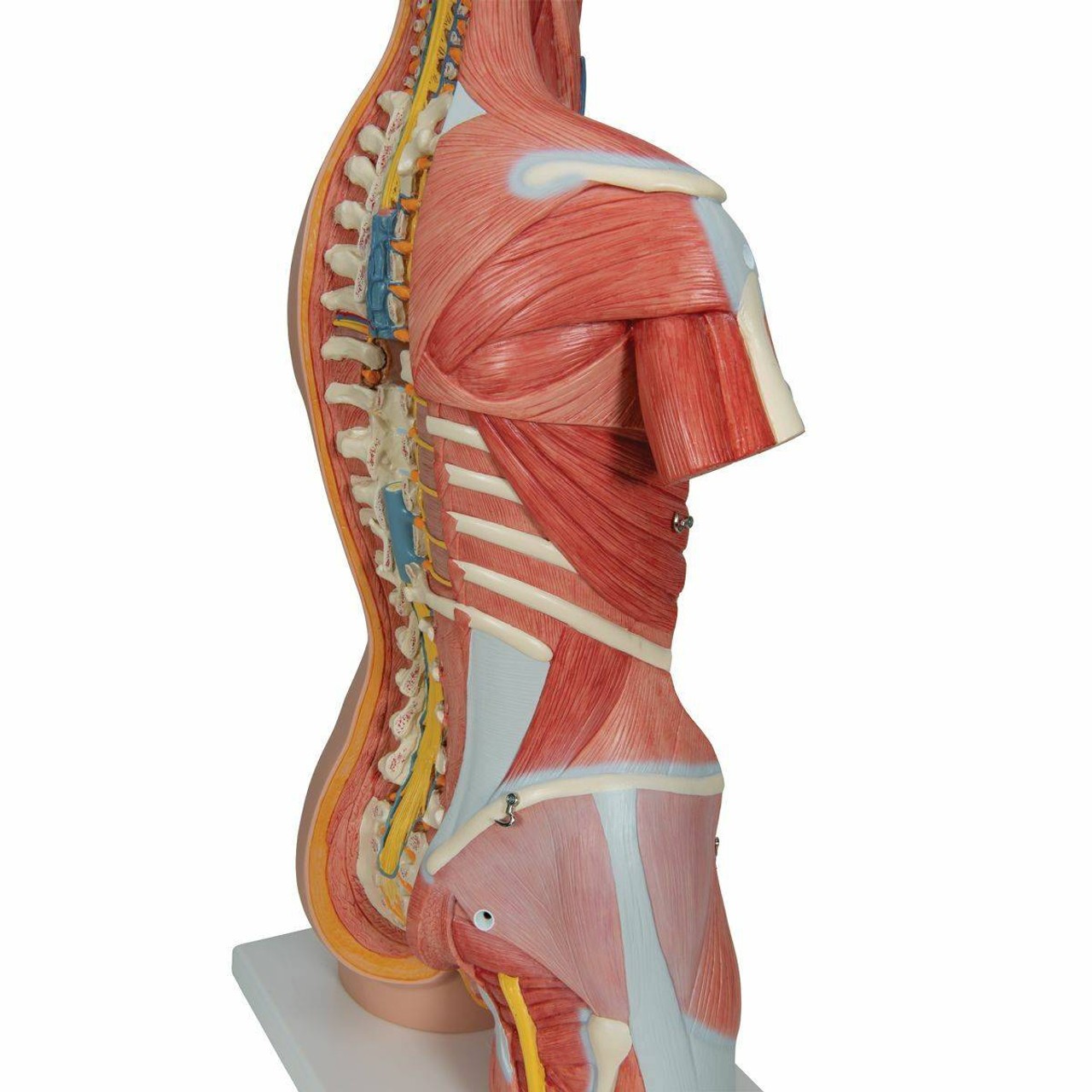 Deluxe Muscle Torso Anatomy Model 31 Parts