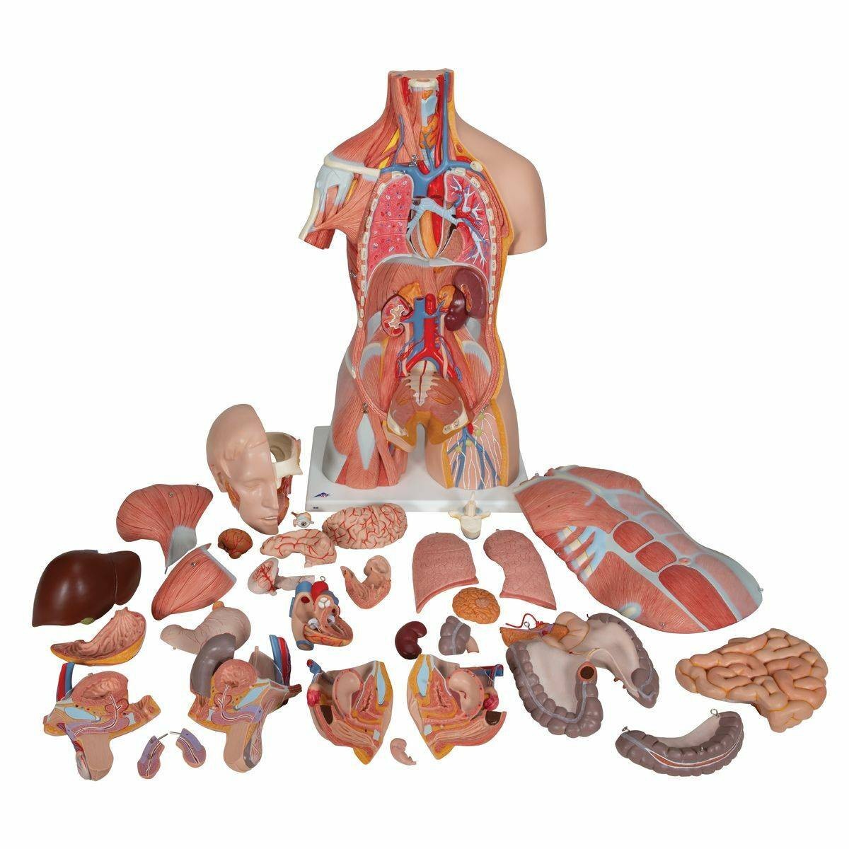 3B Scientific Deluxe Muscle Torso Anatomy Model (31 Parts
