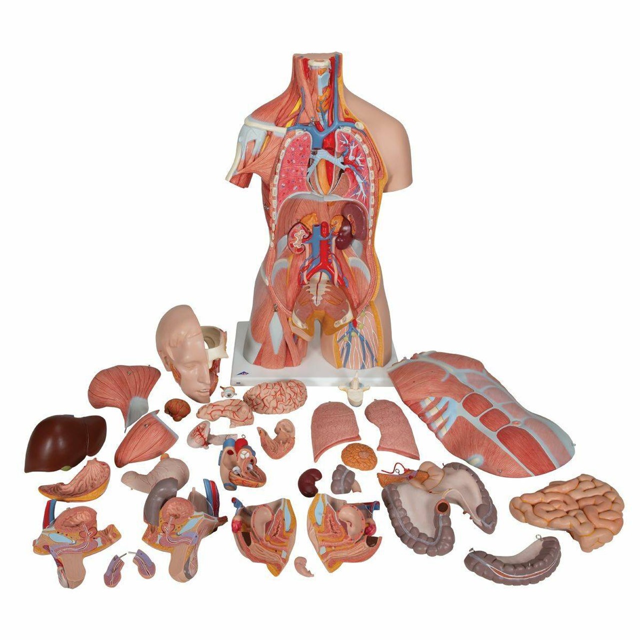 Deluxe Muscle Torso Anatomy Model 31 Parts