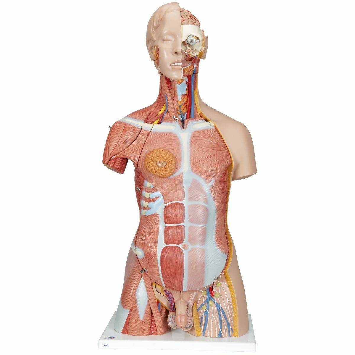 3B Scientific Deluxe Muscle Torso Anatomy Model (31 Parts