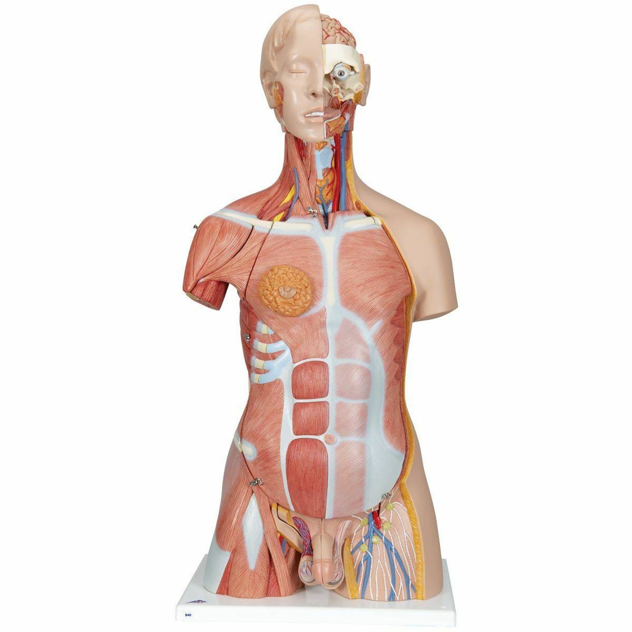 Deluxe Muscle Torso Anatomy Model 31 Parts