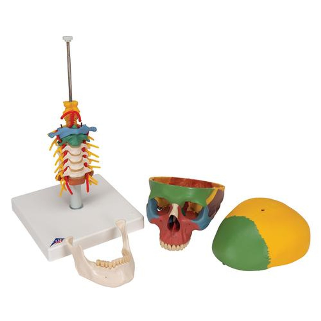 Didactic Human Skull Anatomy Model On Cervical Spine - Removable Parts View