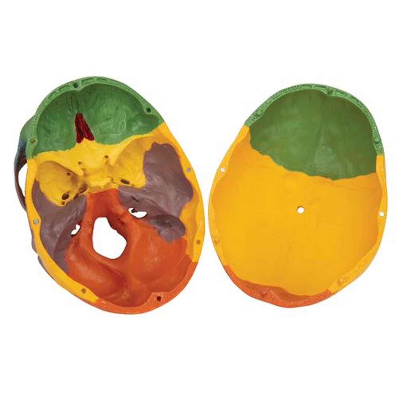 3B Scientific Didactic Human Skull Anatomy Model On Cervical