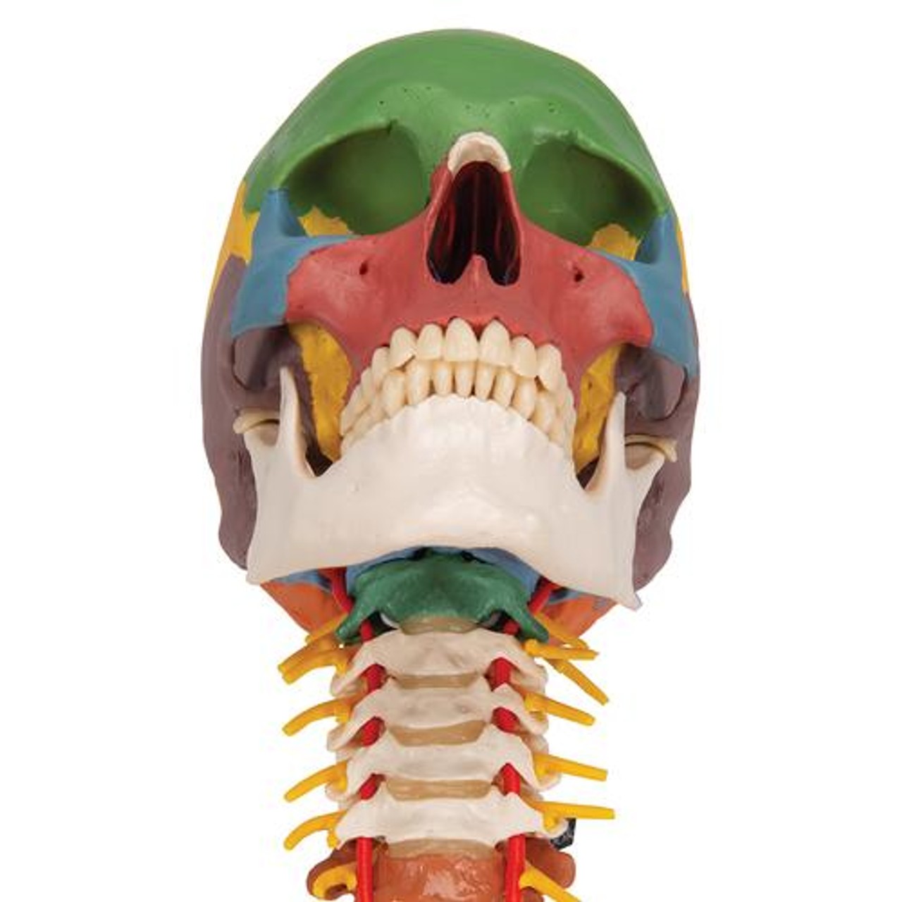 Didactic Human Skull Anatomy Model On Cervical Spine - Bottom View