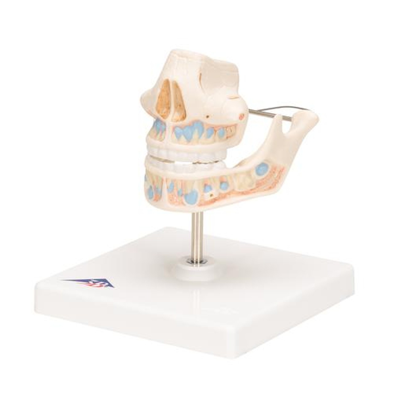 Milk Dentures Model - Left Side View