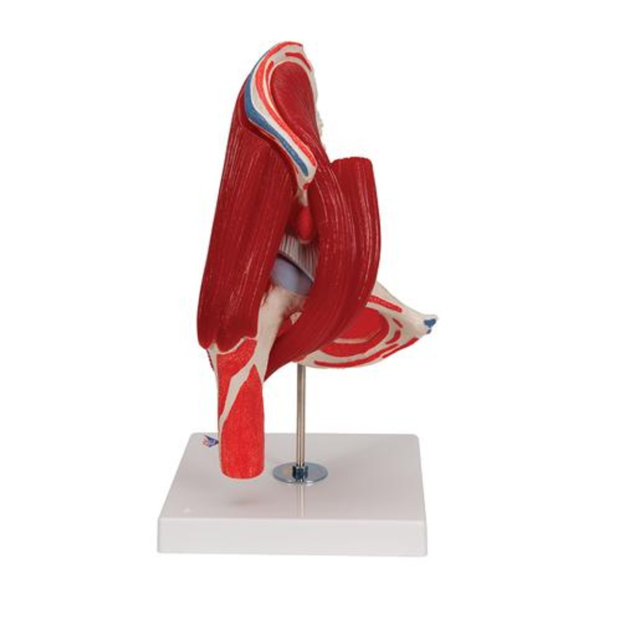 Male Hip Joint Anatomy Model 6 Parts