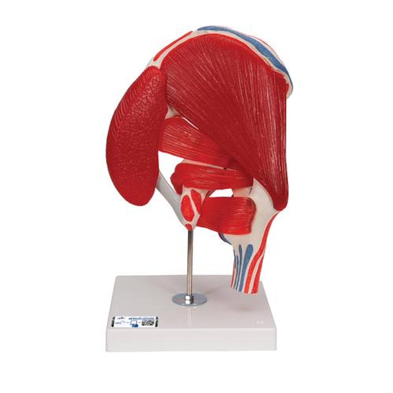 Male Hip Joint Anatomy Model 6 Parts