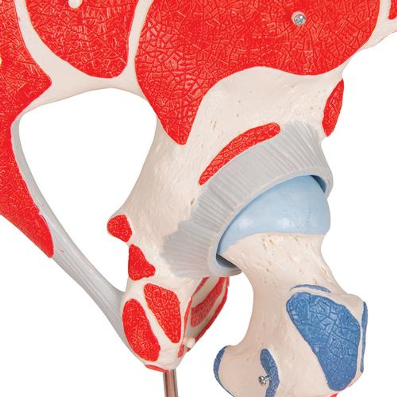 Male Hip Joint Anatomy Model 6 Parts