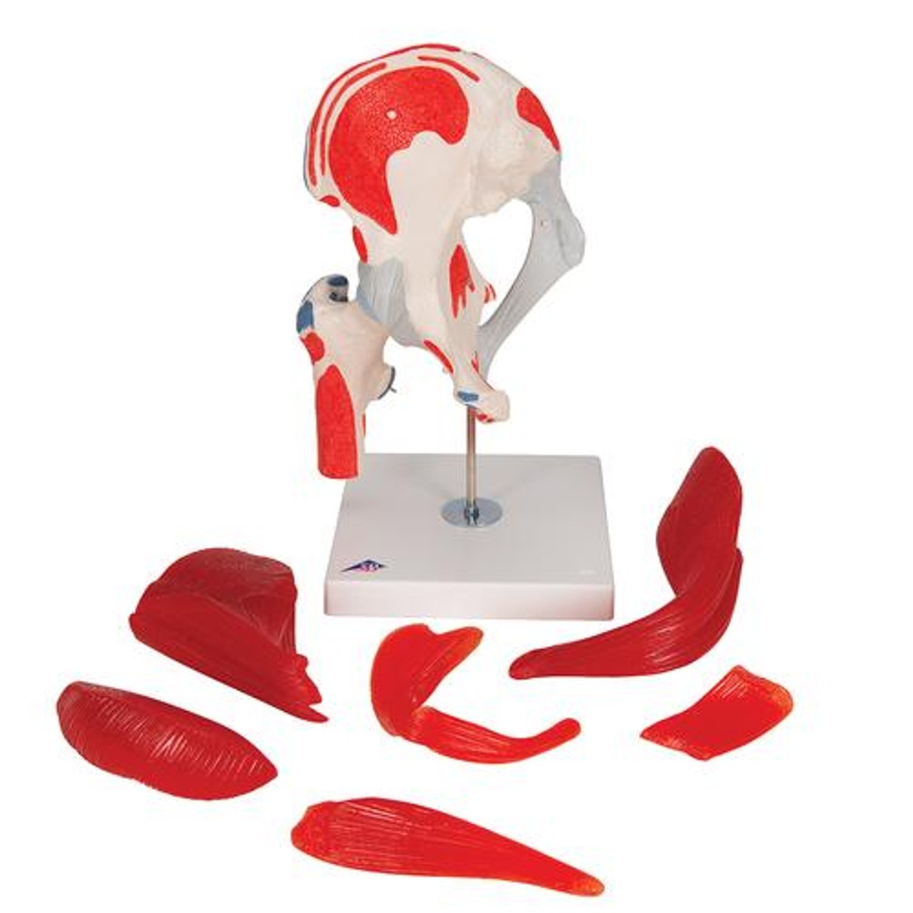 Male Hip Joint Anatomy Model 6 Parts