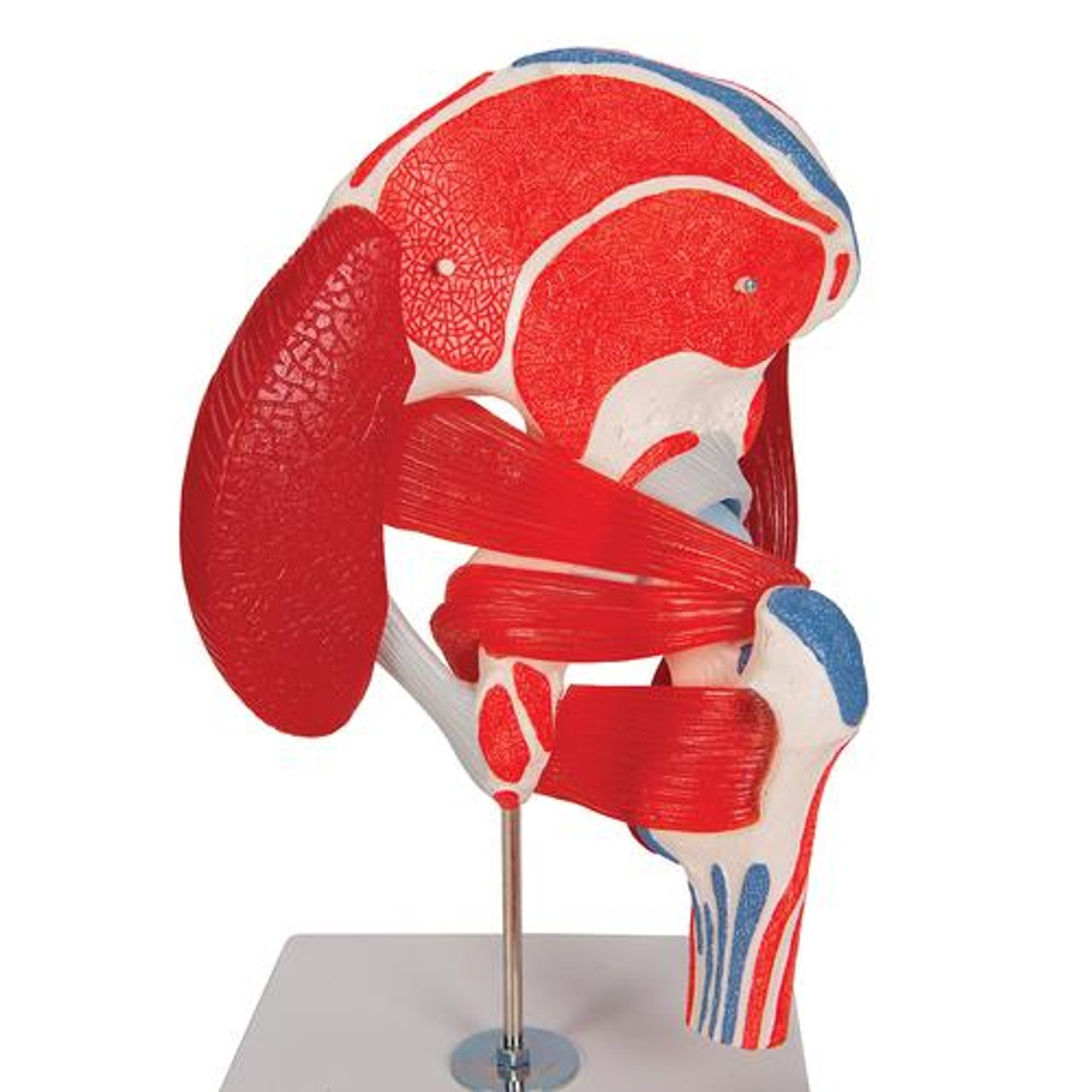 Male Hip Joint Anatomy Model 6 Parts