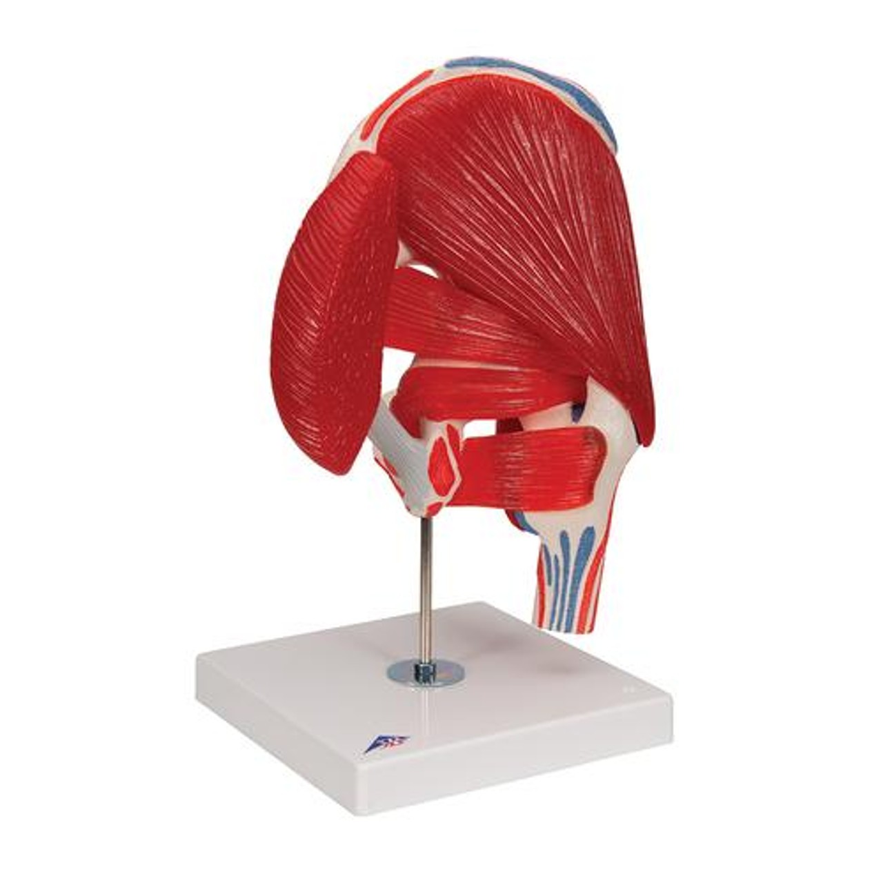 Male Hip Joint Anatomy Model 6 Parts