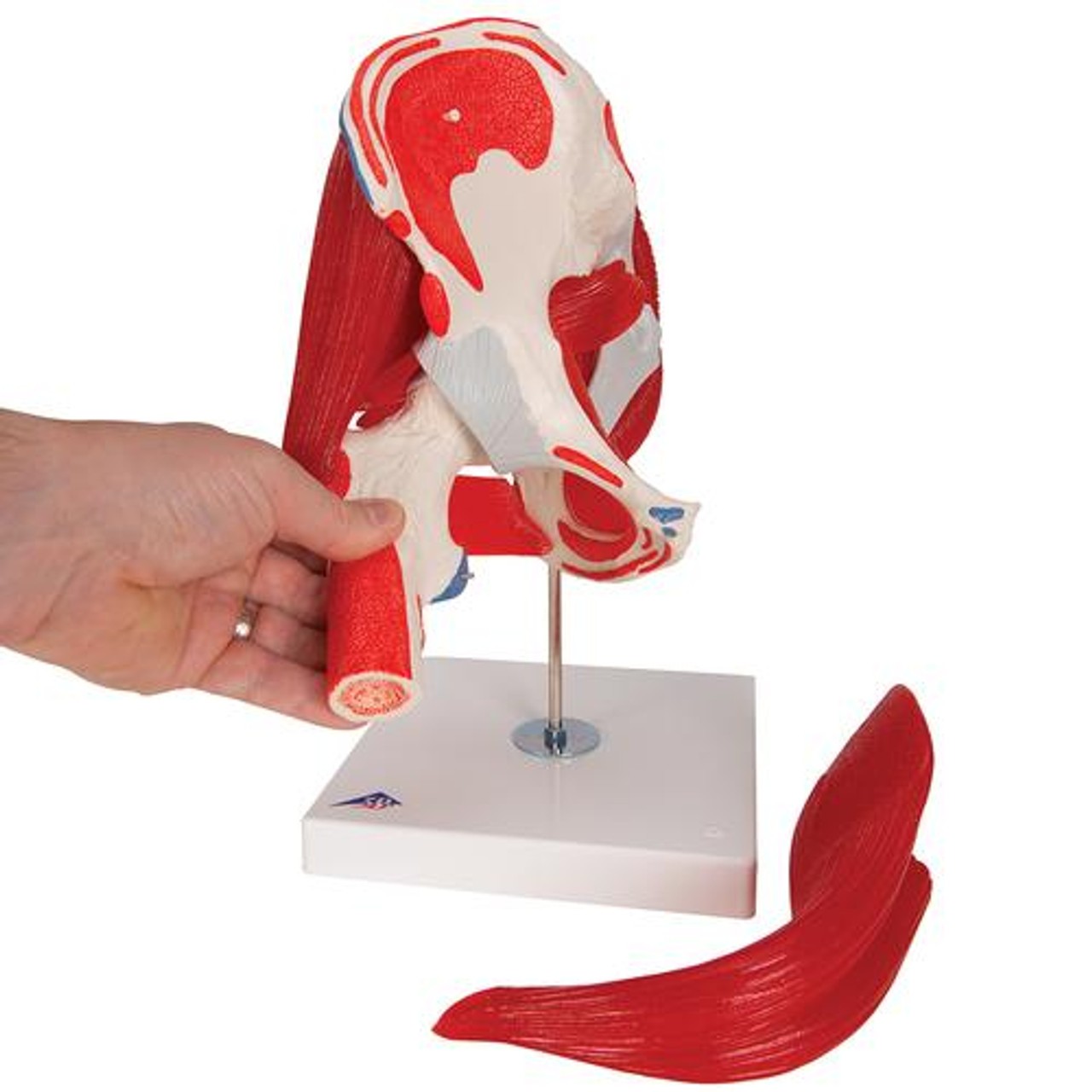 Male Hip Joint Anatomy Model 6 Parts