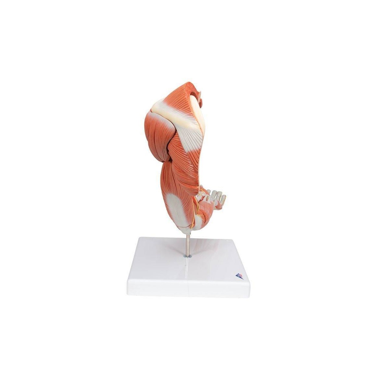 Life-Size Deluxe Muscle Arm Anatomy Model 6 Parts