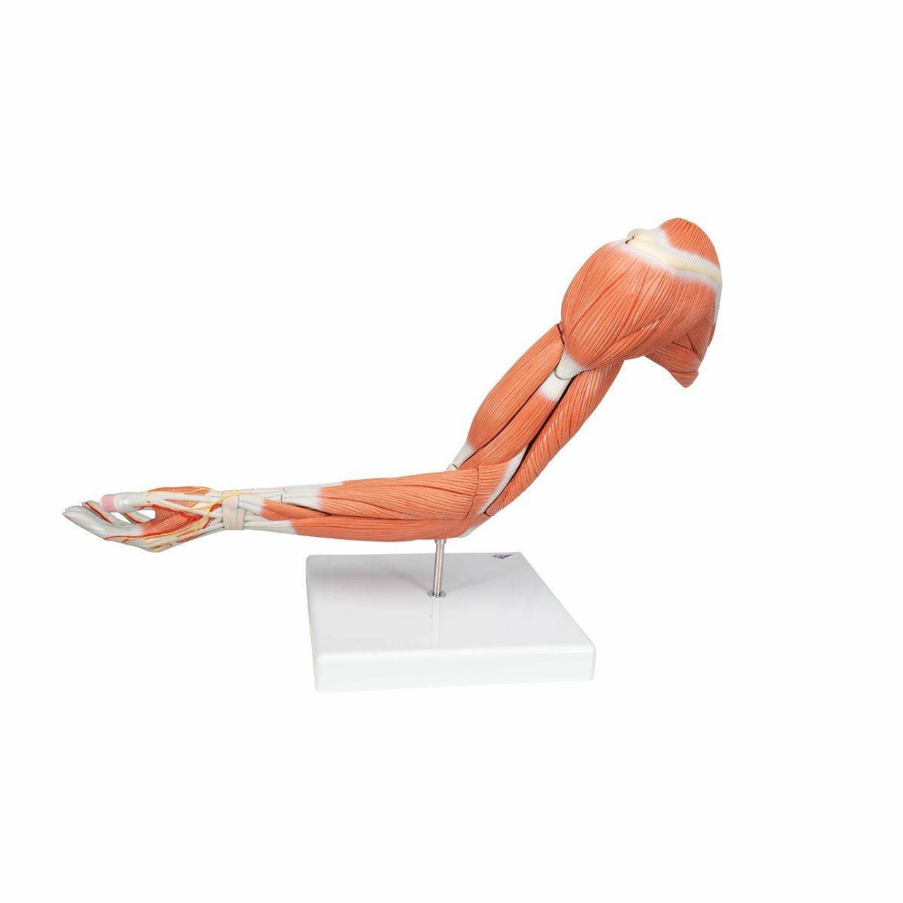 Life-Size Deluxe Muscle Arm Anatomy Model 6 Parts