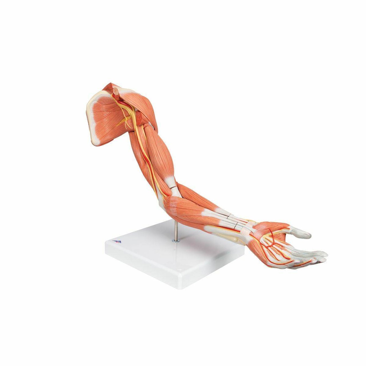 Life-Size Deluxe Muscle Arm Anatomy Model 6 Parts