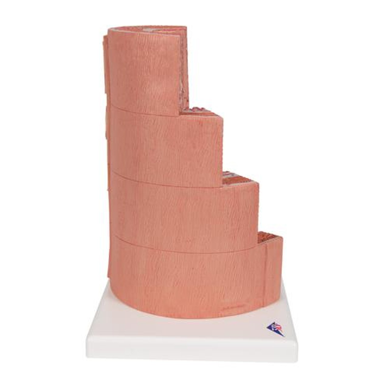 3B Microanatomy Digestive System Anatomy Model