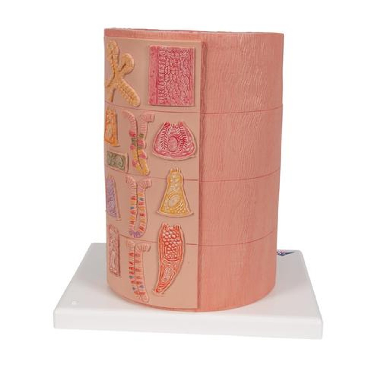 3B Microanatomy Digestive System Anatomy Model
