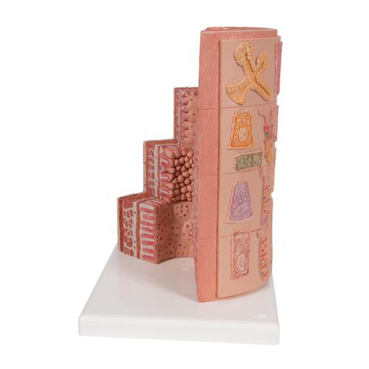3B Microanatomy Digestive System Anatomy Model