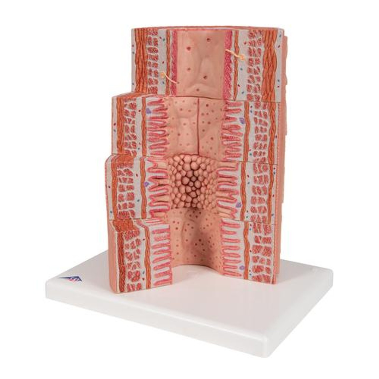 3B Microanatomy Digestive System Anatomy Model