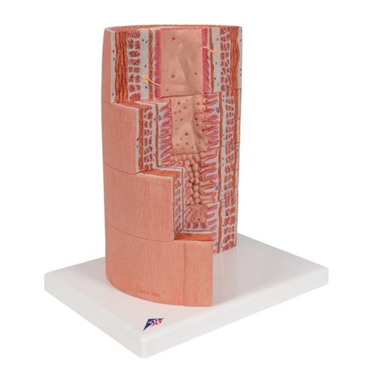 3B Microanatomy Digestive System Anatomy Model