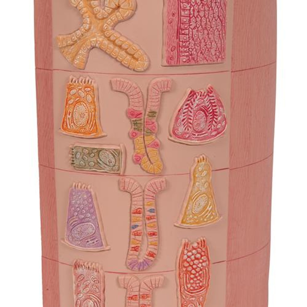 3B Microanatomy Digestive System Anatomy Model