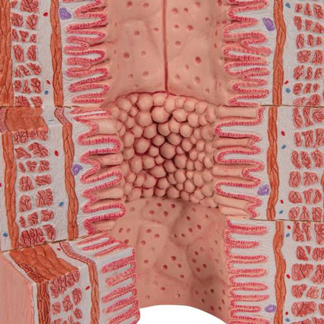 3B Microanatomy Digestive System Anatomy Model