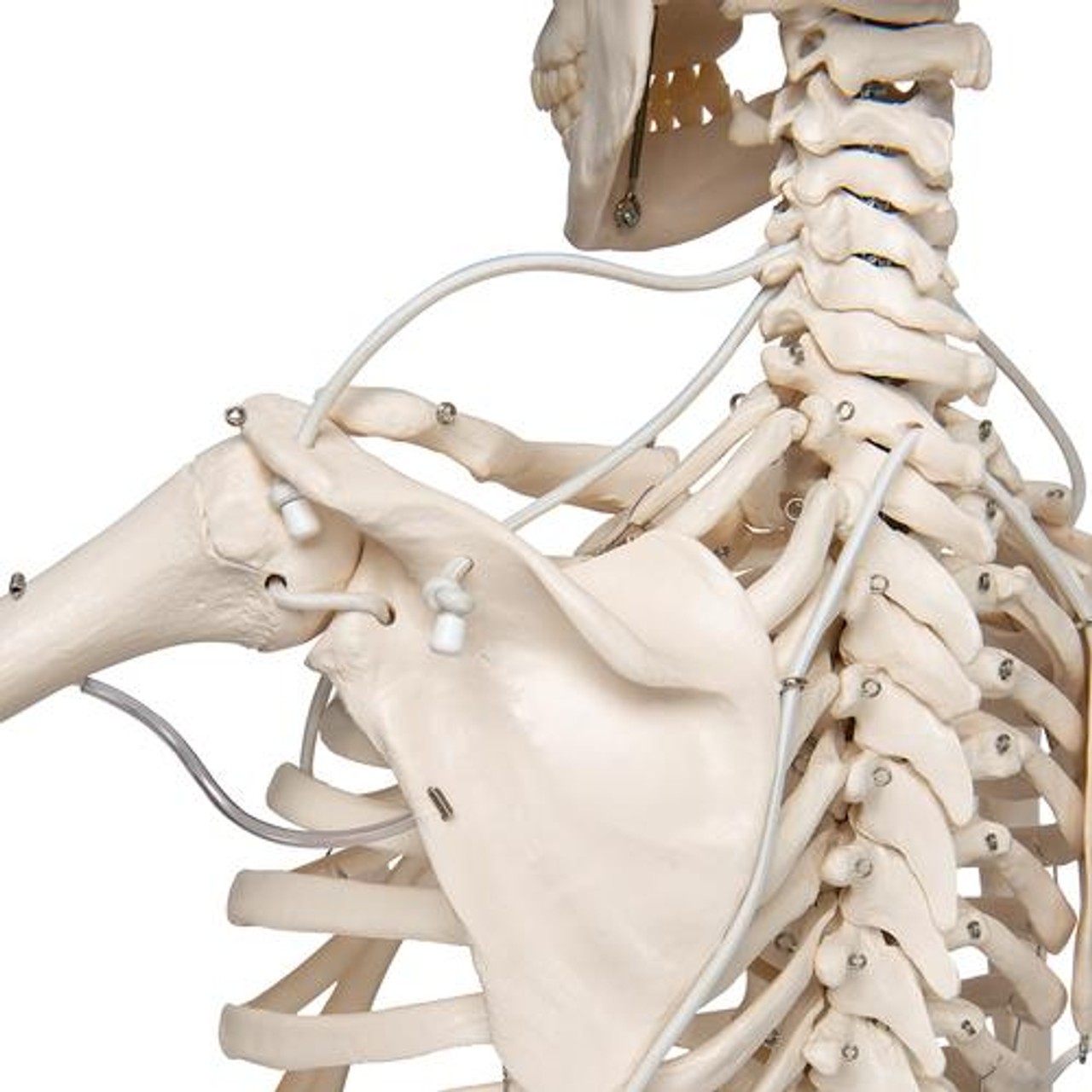 Functional Skeletal Model - Frank