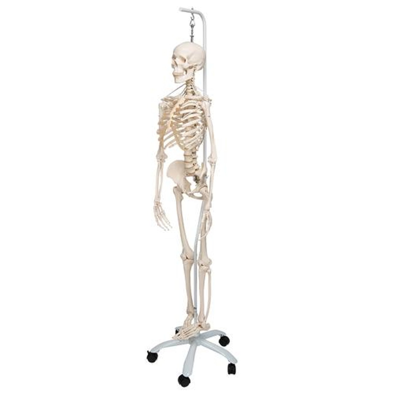 Functional Skeletal Model - Frank