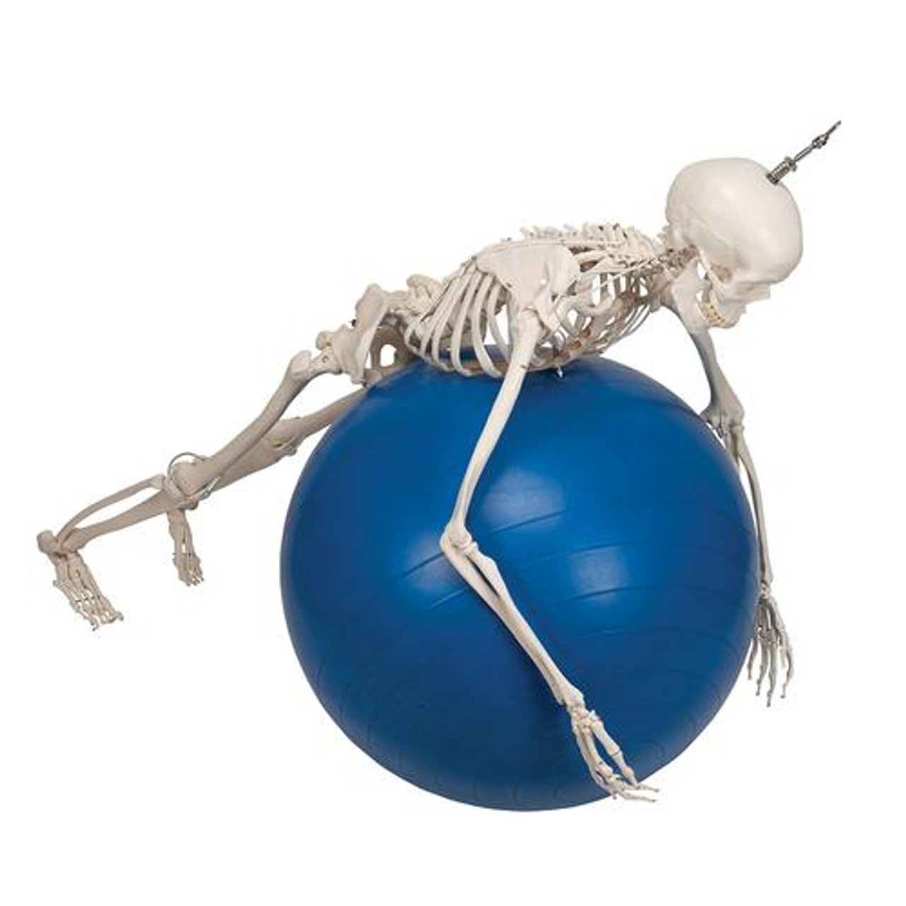 Functional Skeletal Model - Frank