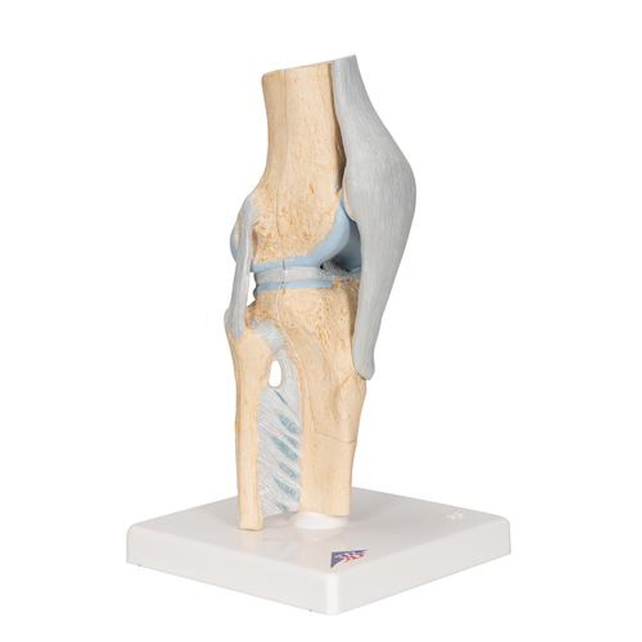 Sectional Knee Joint Anatomy Model - Right Side View