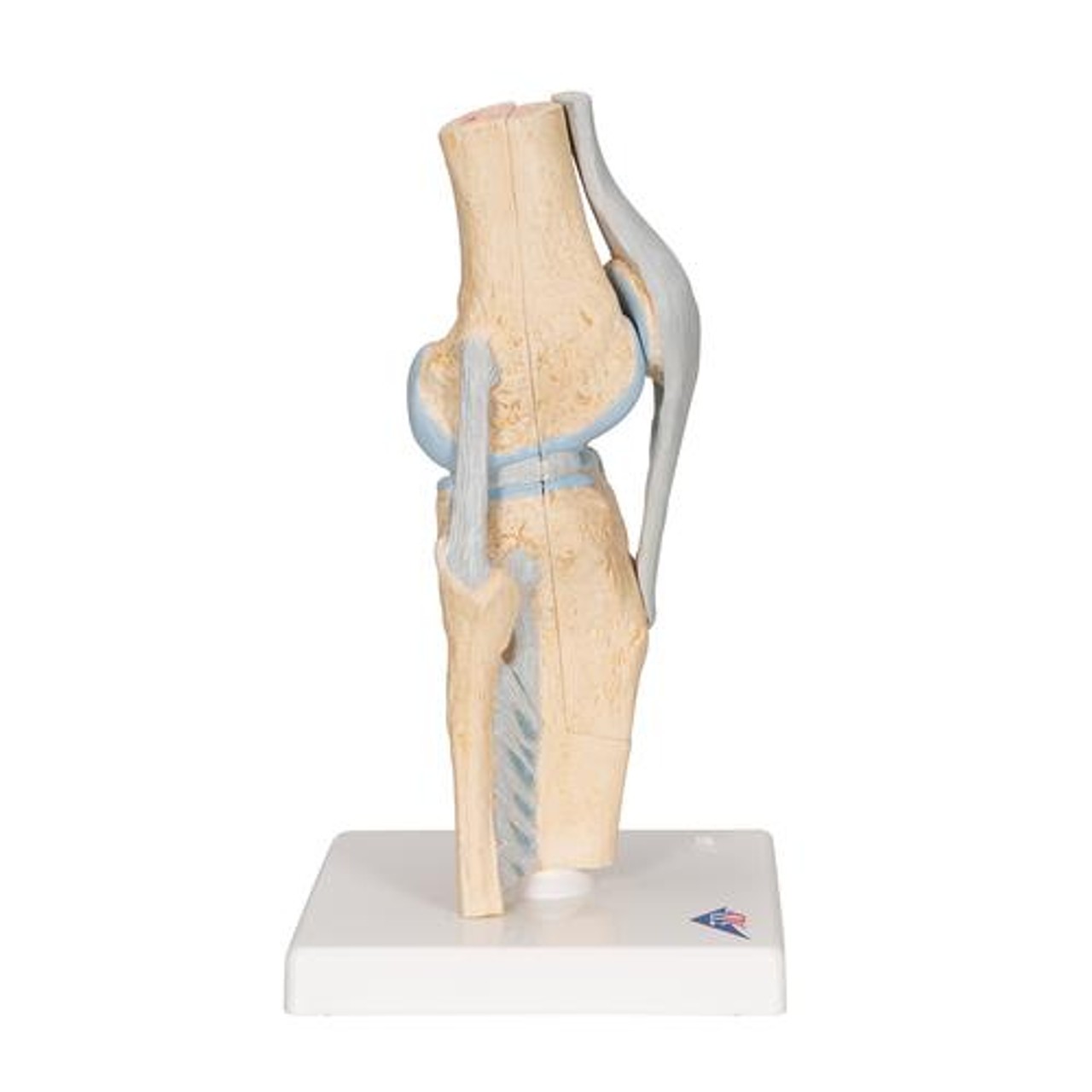 Sectional Knee Joint Anatomy Model - Right Side View