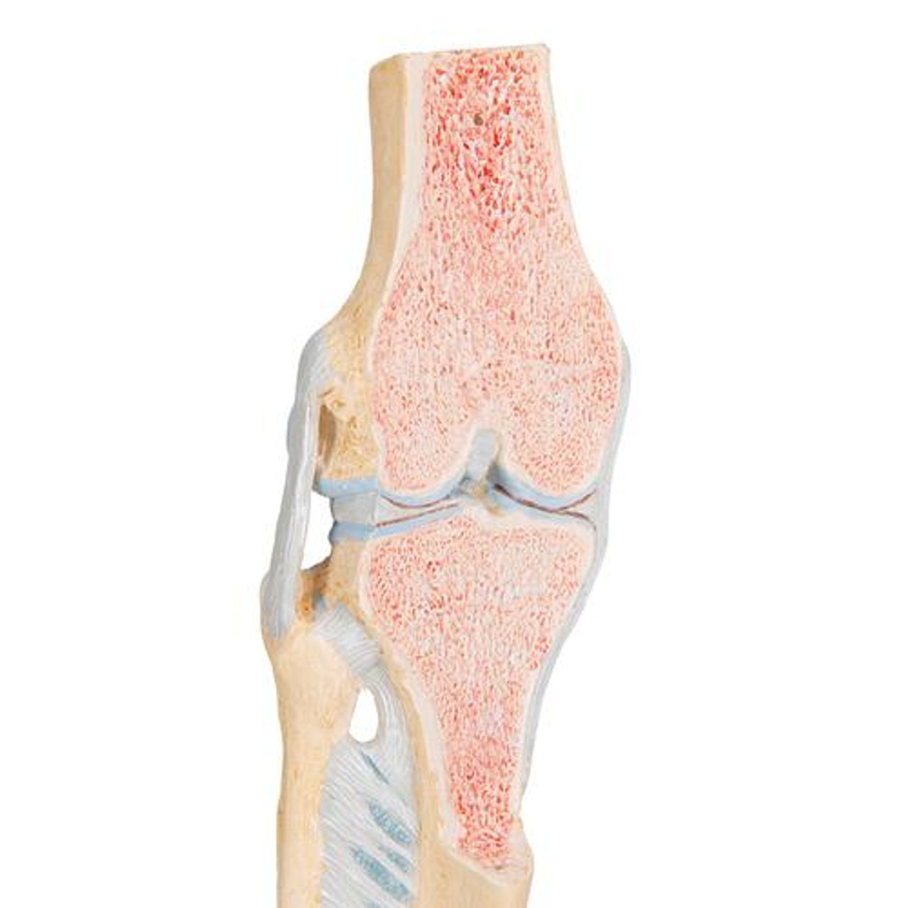 Sectional Knee Joint Anatomy Model - Detailed View