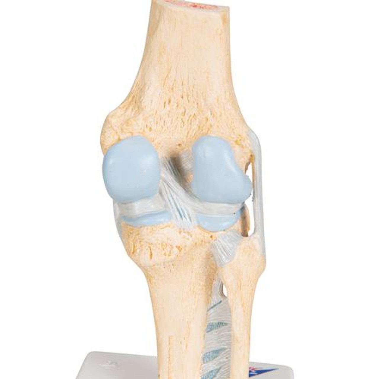 Sectional Knee Joint Anatomy Model - Detailed View