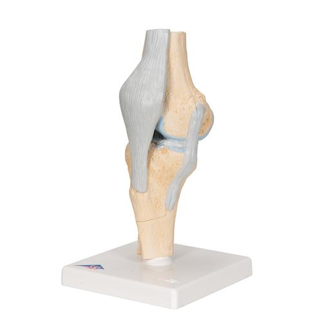 Sectional Knee Joint Anatomy Model - Left Side View