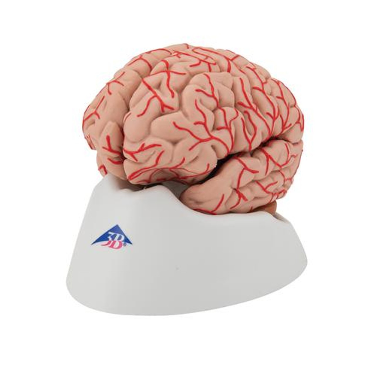 Deluxe Brain Anatomy Model With Arteries 9 Parts - Left Side View